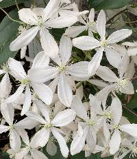 Clematis armandii image