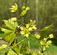 Media resource of Acer platanoides