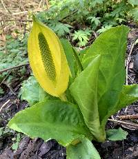 Lysichiton americanus image