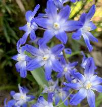 Scilla forbesii image