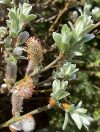 Salix helvetica image