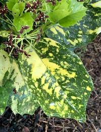 Aucuba japonica image