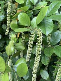 Media resource of Itea ilicifolia