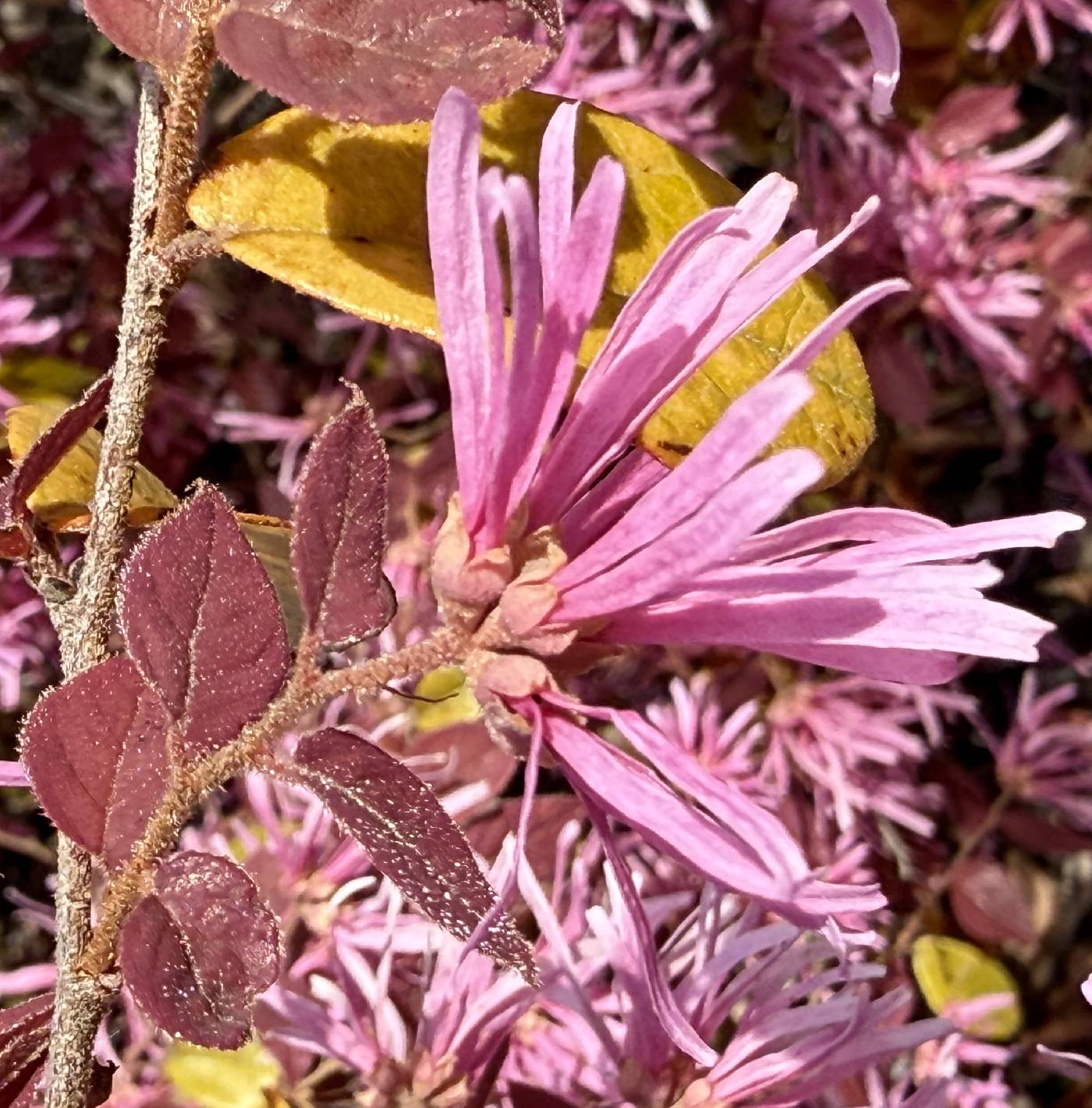Loropetalum chinense image