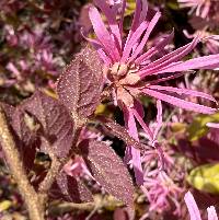 Loropetalum chinense image