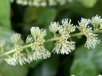 Itea ilicifolia image