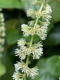 Itea ilicifolia image