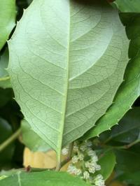 Itea ilicifolia image