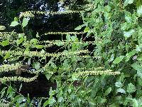 Itea ilicifolia image