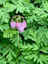 Media resource of Dicentra formosa