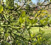 Poncirus trifoliata image
