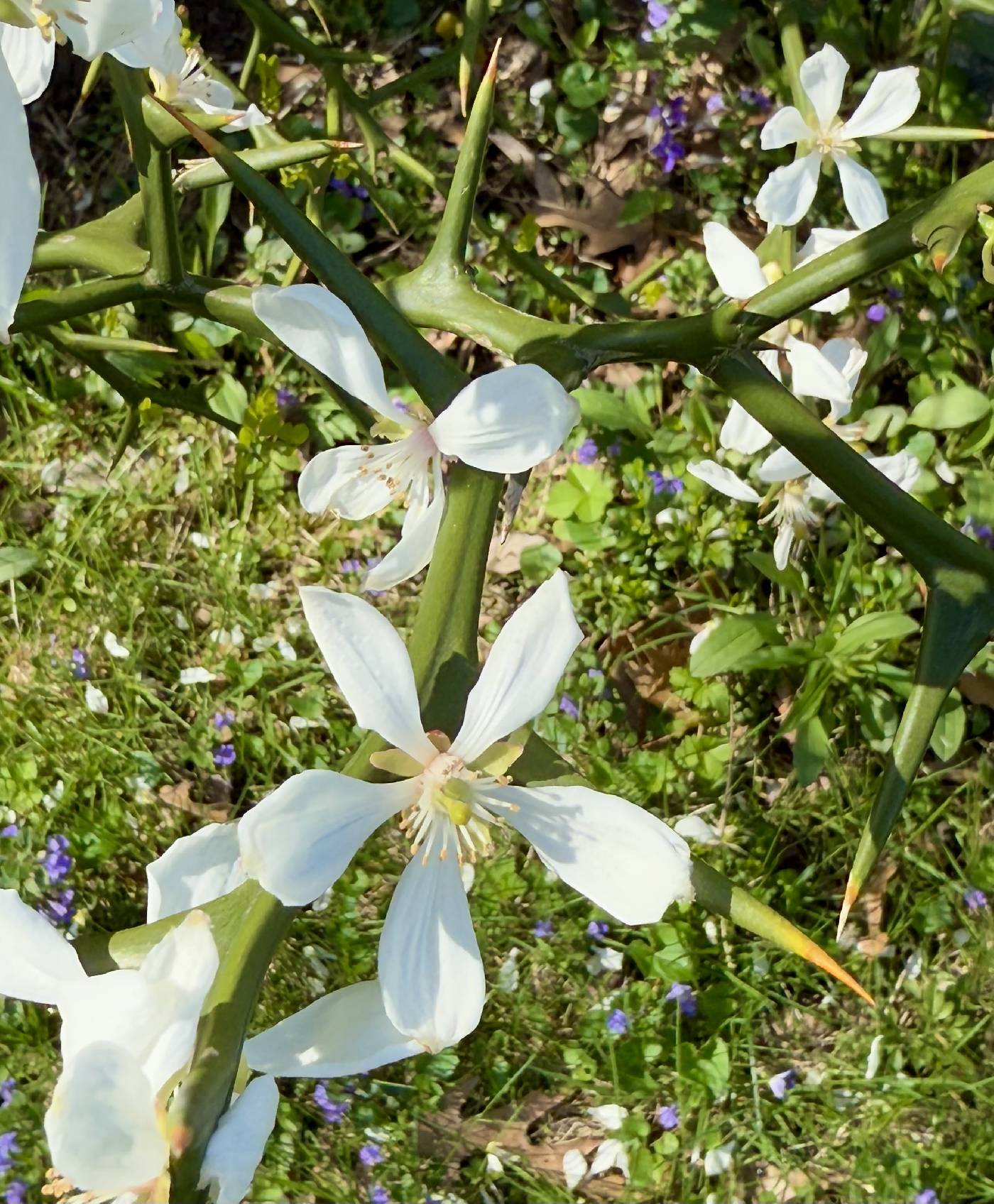 Poncirus trifoliata image