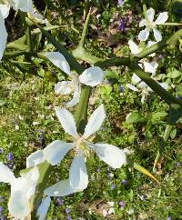 Media resource of Poncirus trifoliata