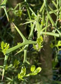 Poncirus trifoliata image