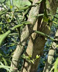 Poncirus trifoliata image