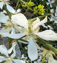 Poncirus trifoliata image