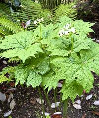 Diphylleia cymosa image