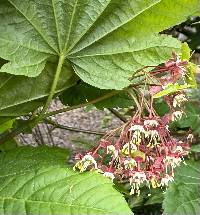 Acer circinatum image