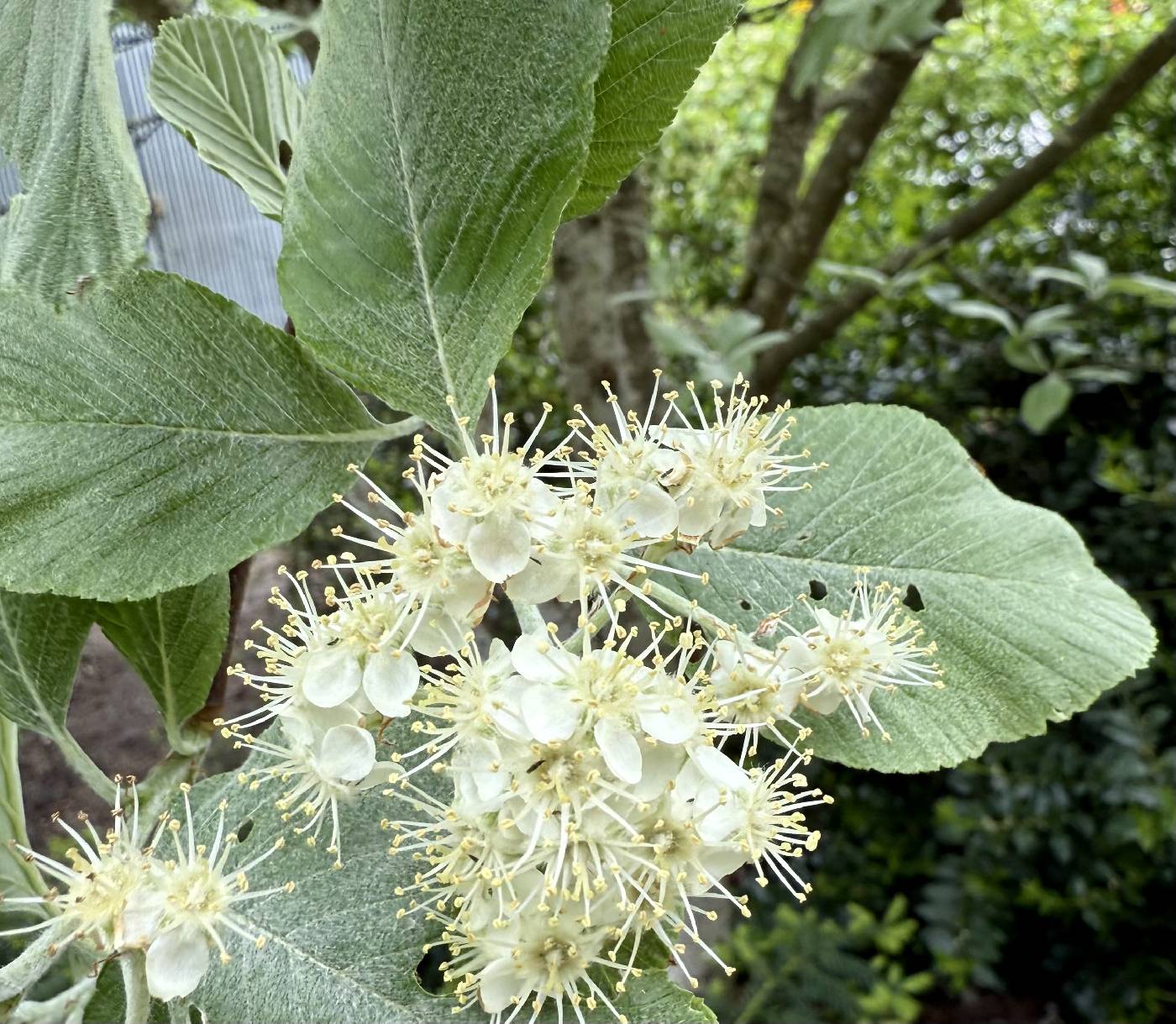 Sorbus aria image