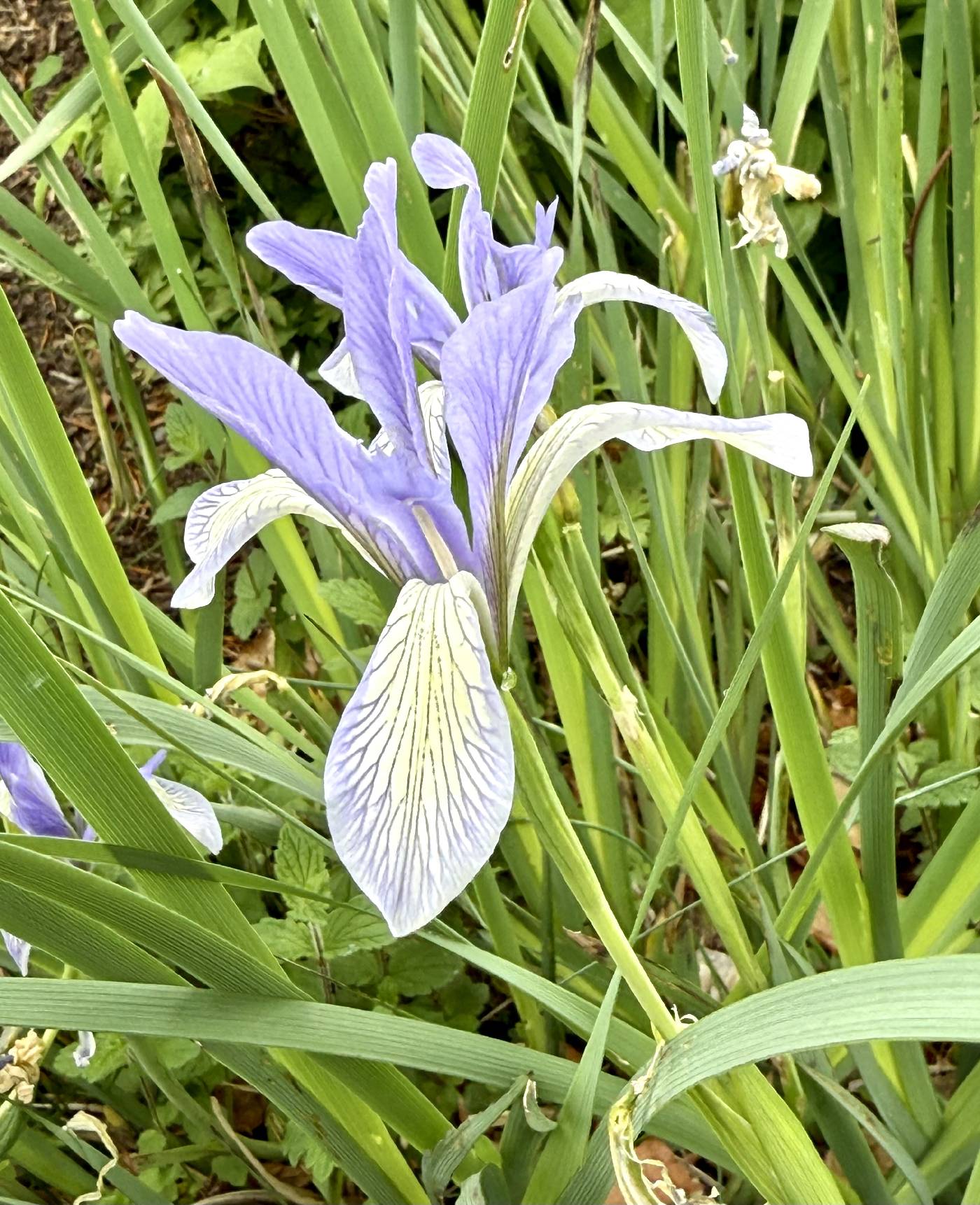 Iris lactea image