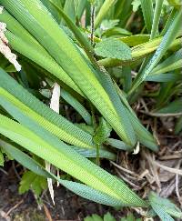 Iris lactea image