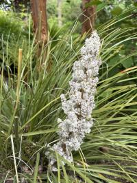 Media resource of Nolina texana