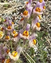 Linaria alpina image