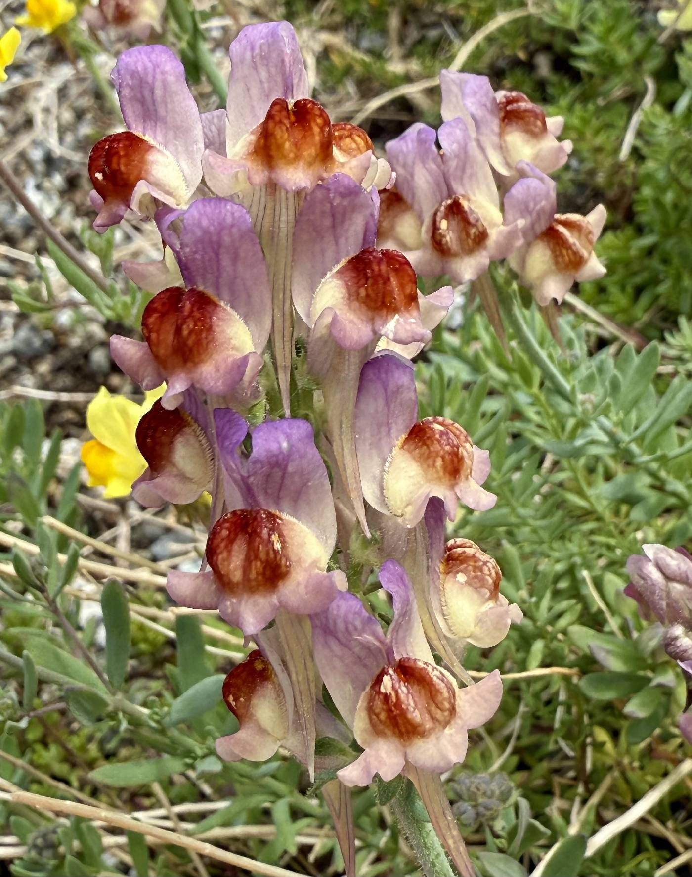 Linaria alpina image