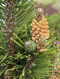 Pinus mugo image