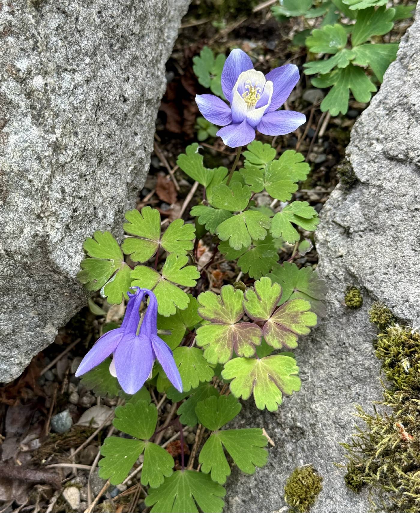 Aquilegia pyrenaica image