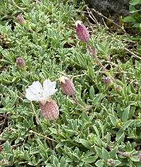 Silene uniflora image