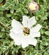 Silene uniflora image