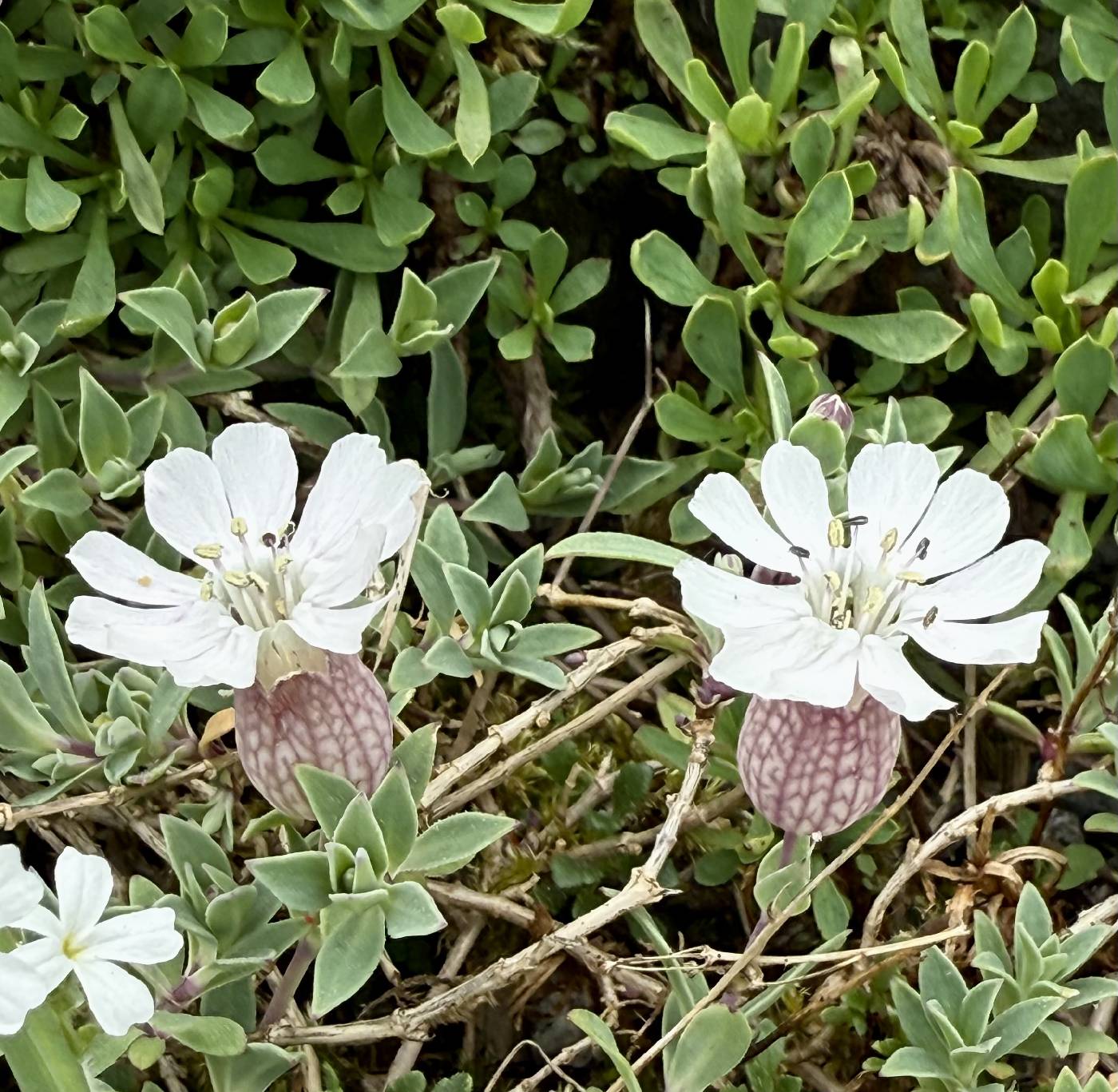Silene uniflora image