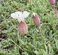 Silene uniflora image