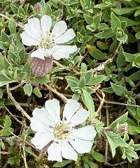 Silene uniflora image