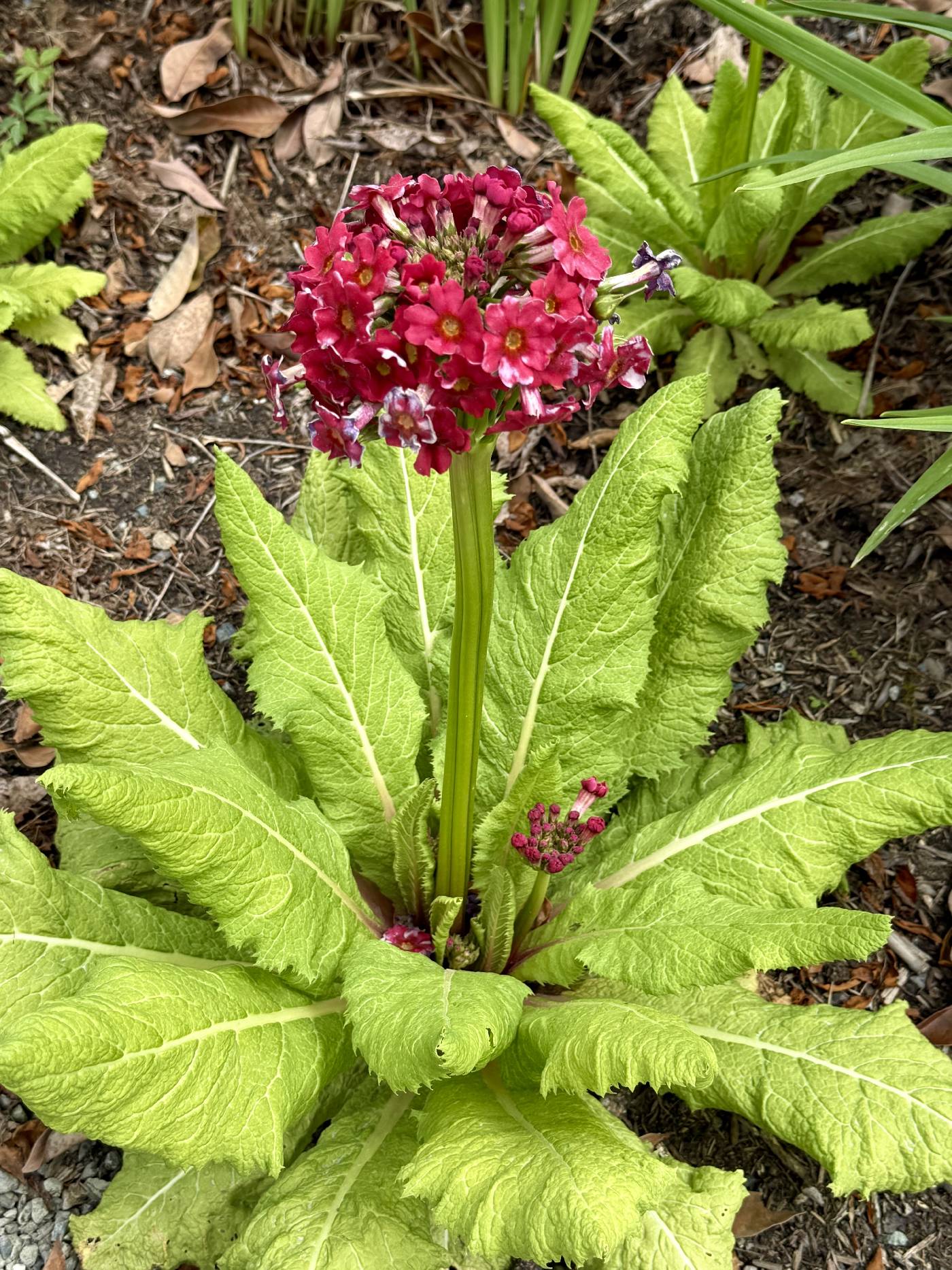Primula japonica image