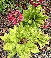 Primula japonica image
