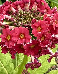 Primula japonica image