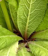 Primula japonica image