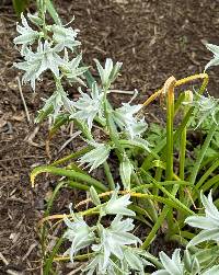 Ornithogalum nutans image