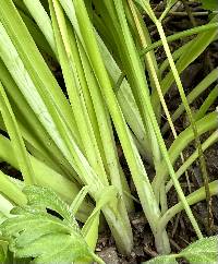 Ornithogalum nutans image