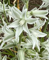 Media resource of Ornithogalum nutans