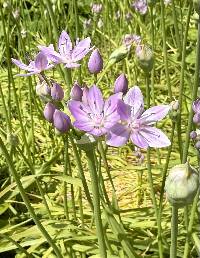 Allium unifolium image