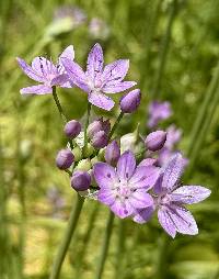 Media resource of Allium unifolium