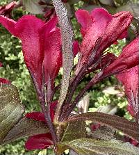 Weigela florida image