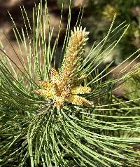 Pinus resinosa image