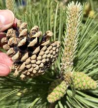 Pinus resinosa image