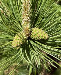 Pinus resinosa image