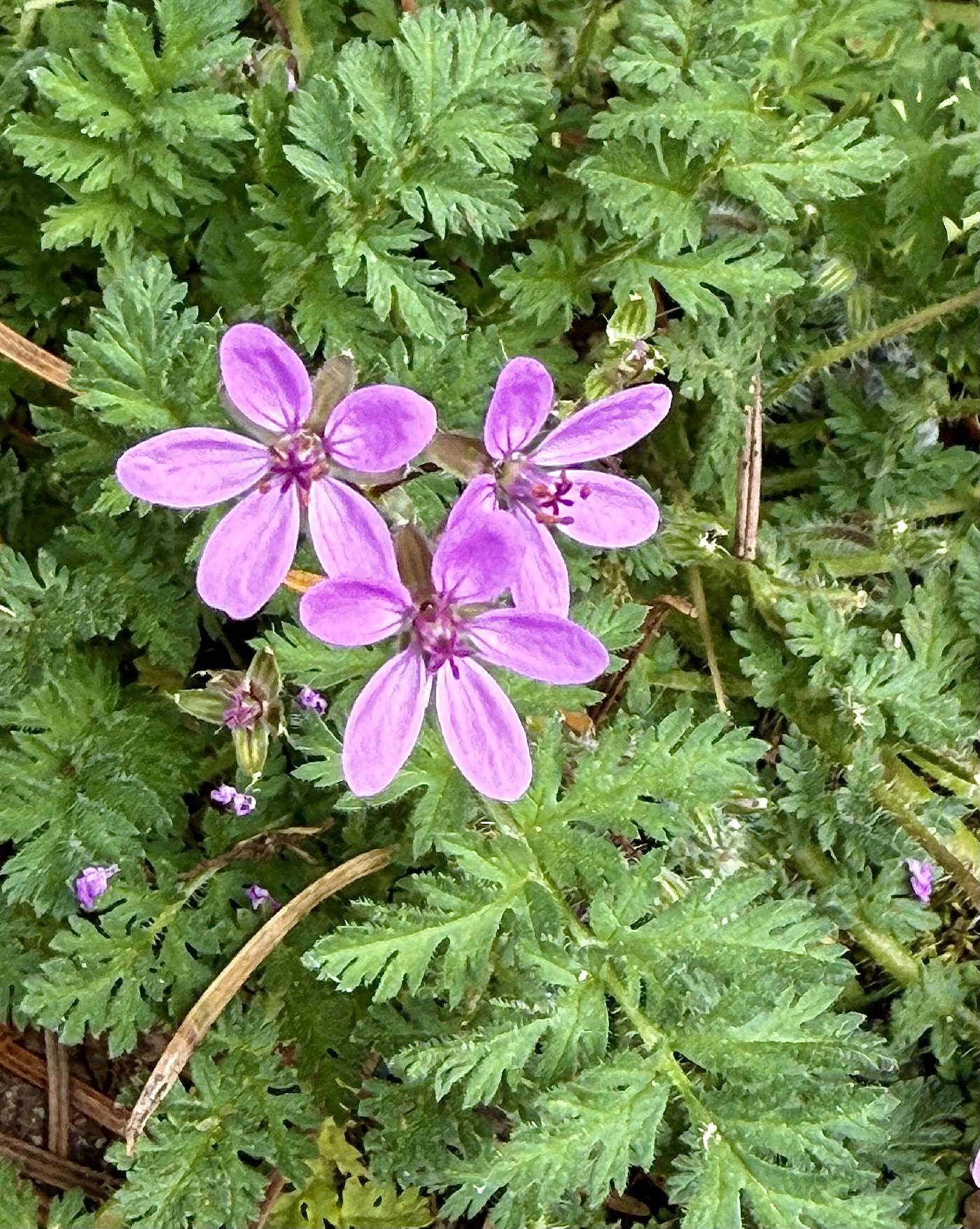 Erodium cicutarium image