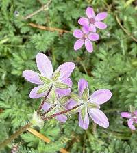 Erodium cicutarium image